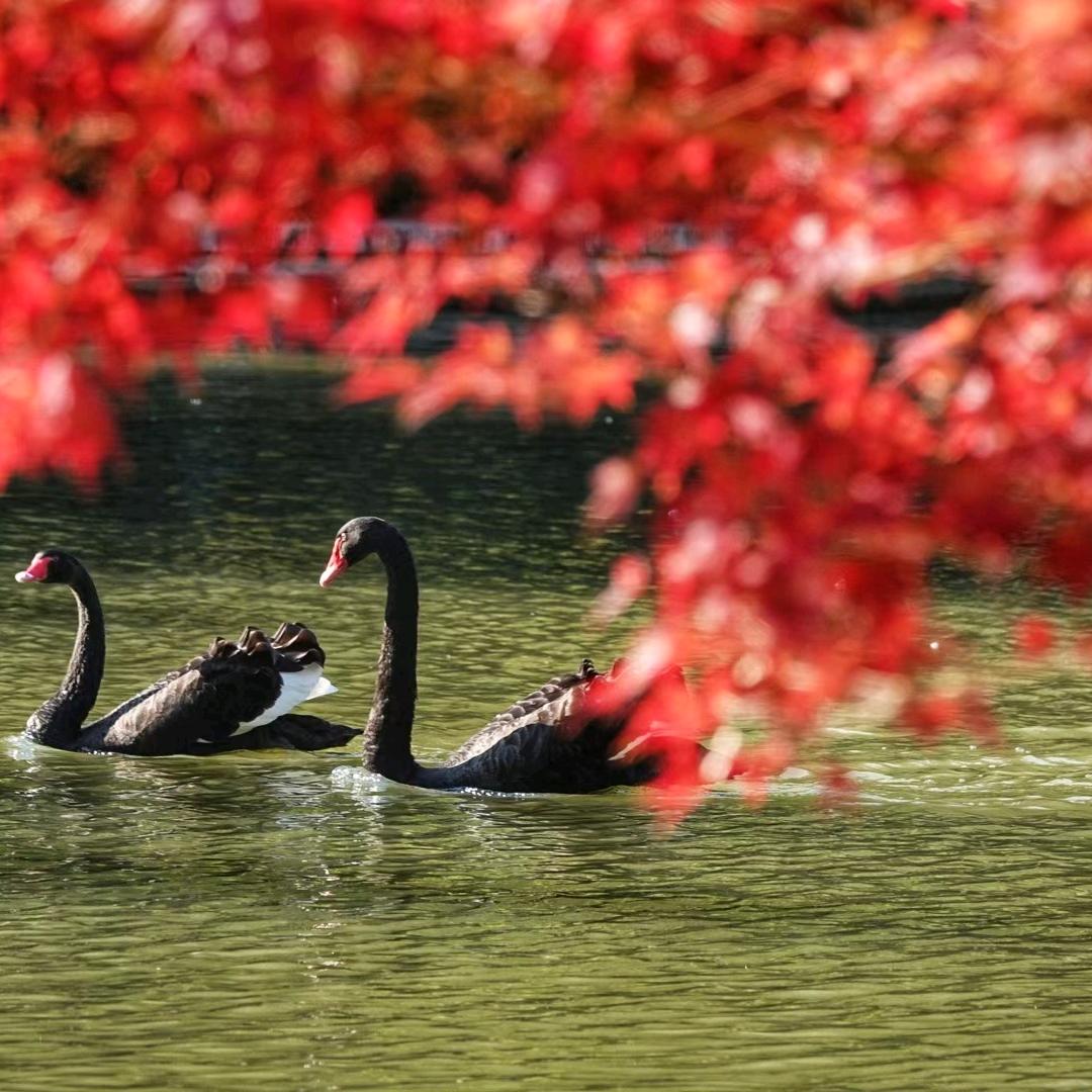 九九情感（生活号）