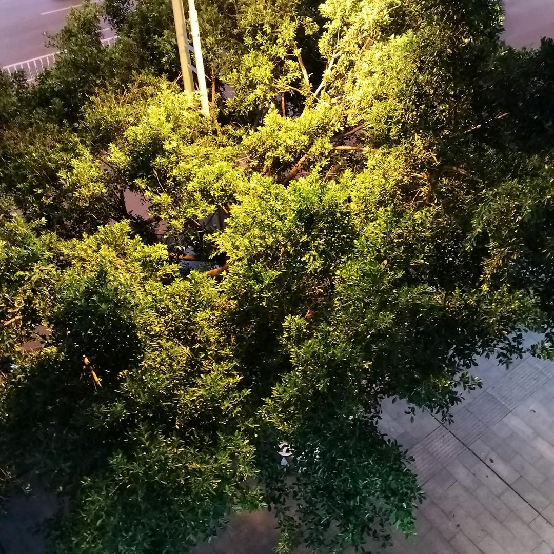 阿秀