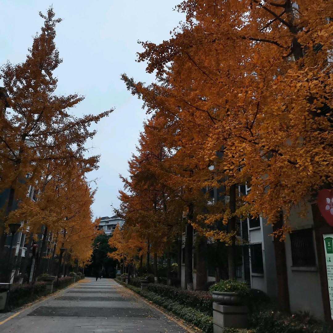 爱吃醋的小黄鱼