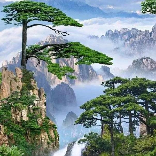 宠霸天精宠繁育基地