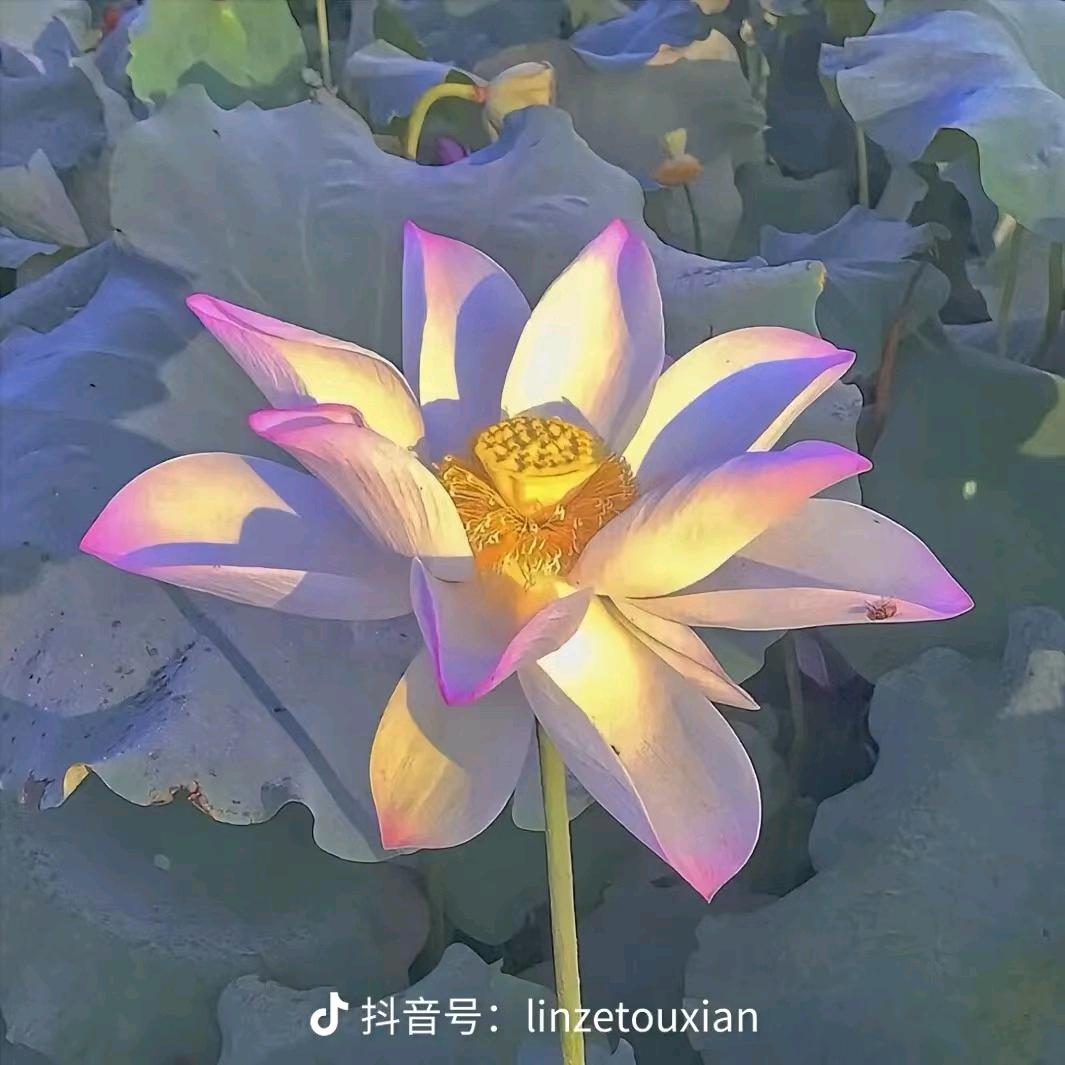 邱老师