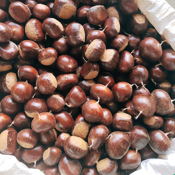 武定优质板栗