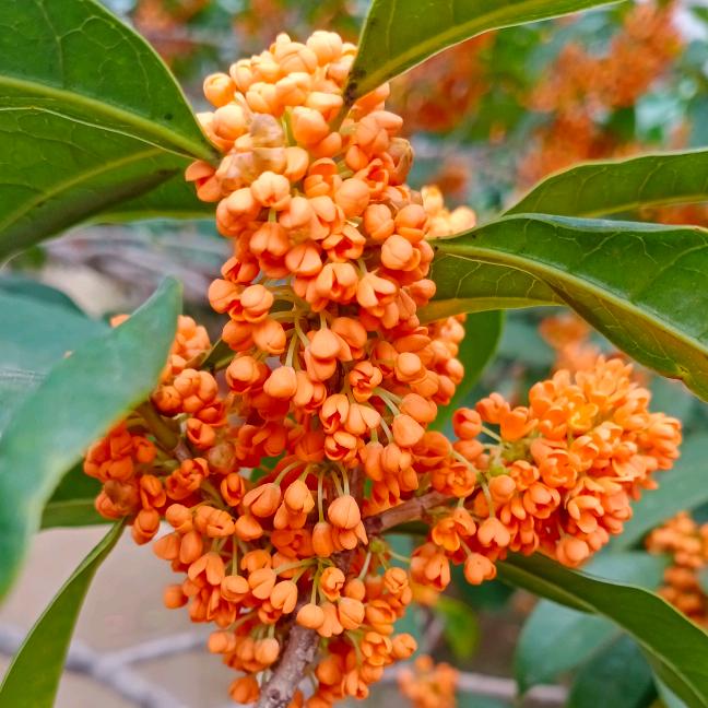 桂花苑