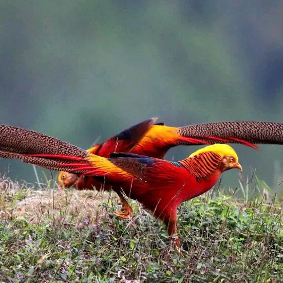 深爱的人(老湿机)和会痛