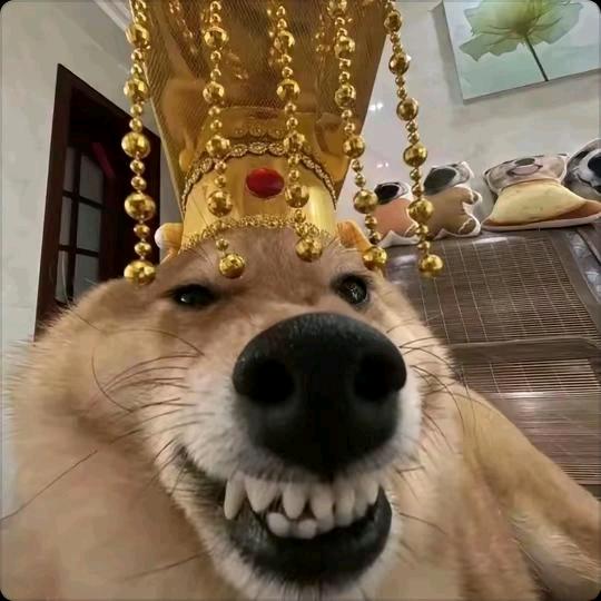 挣钱包下大兴安岭