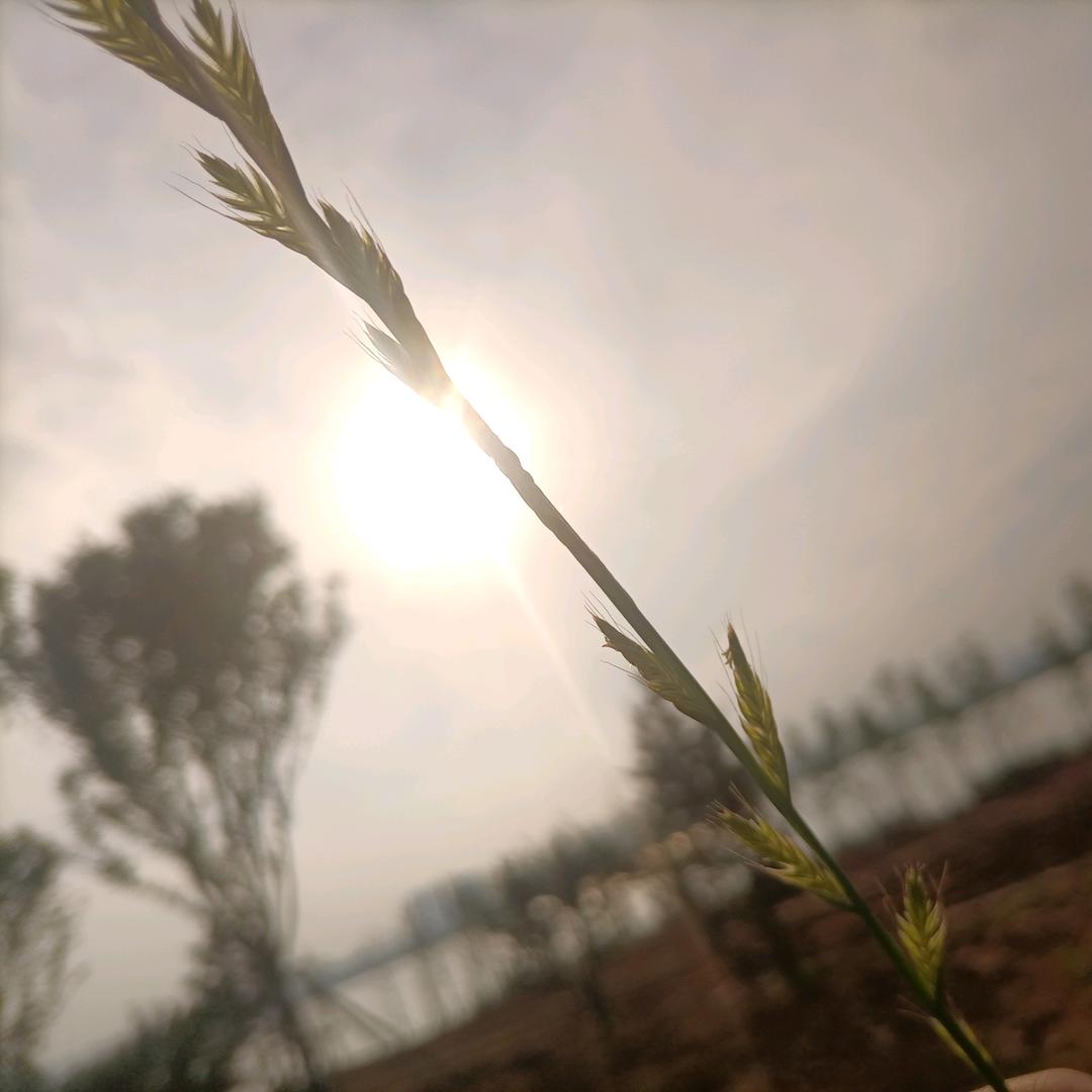 🌺邓登灯等
