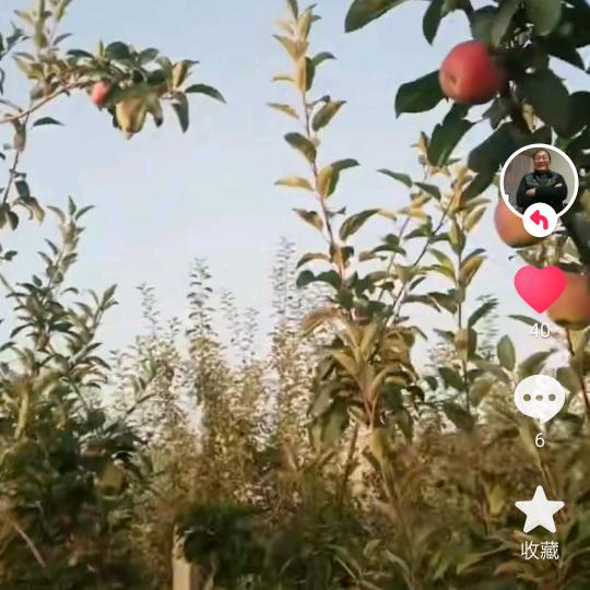无人扶我青云志，我自踏雪至山颠