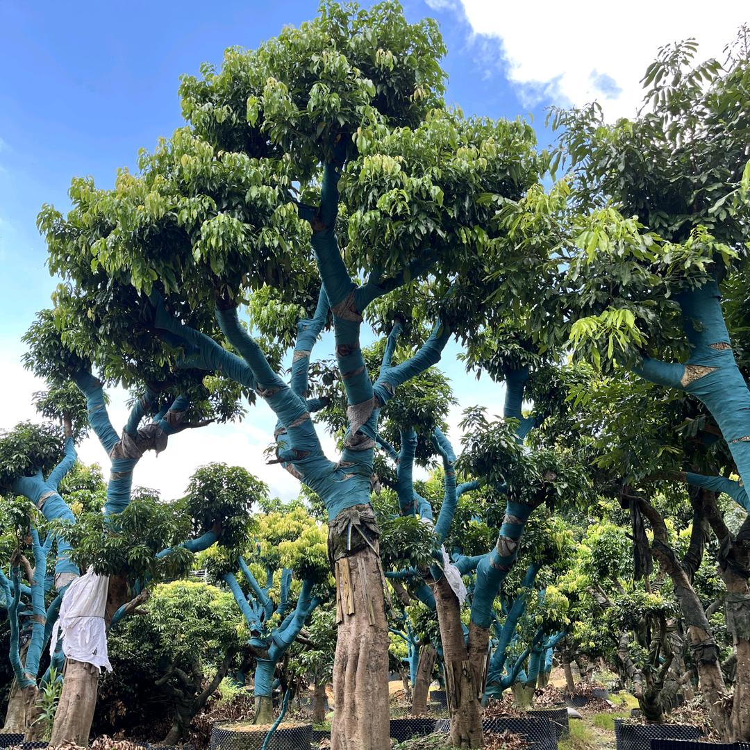广州从化荔枝果树种植场—周仔