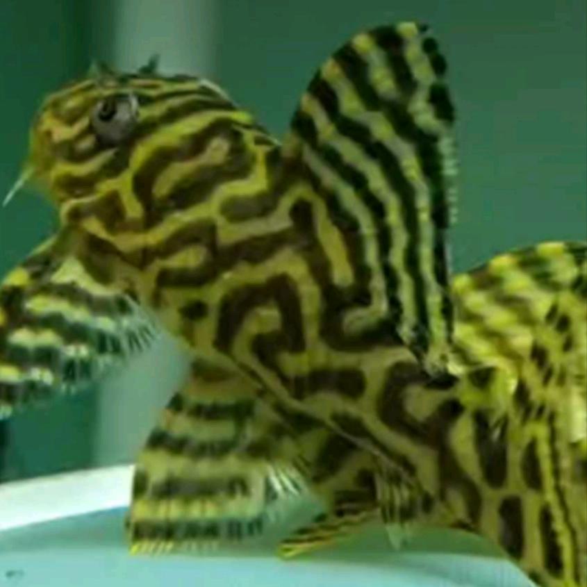 小白龙鱼乐汇水族店