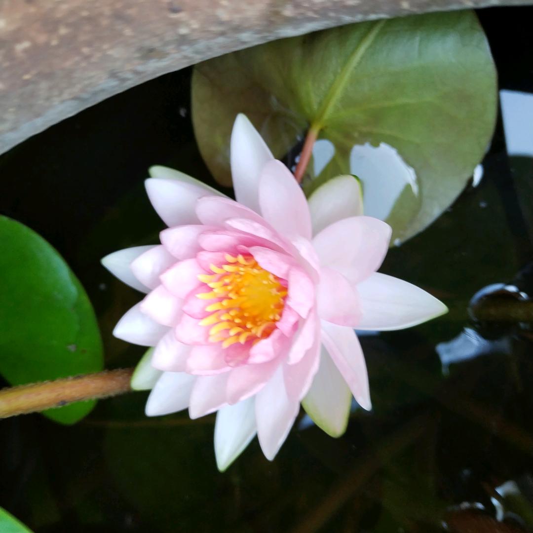 青青子衿123