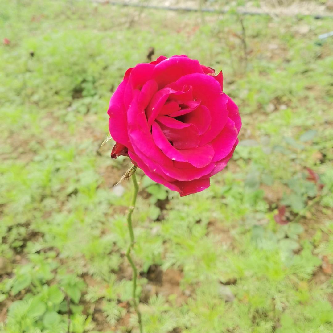 苹果香
