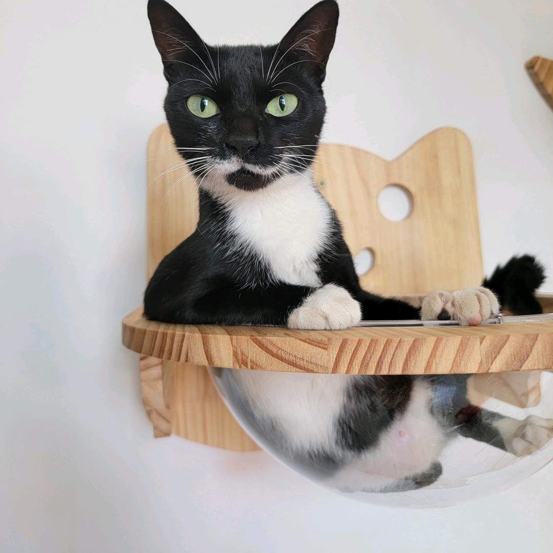 波比是个流浪猫