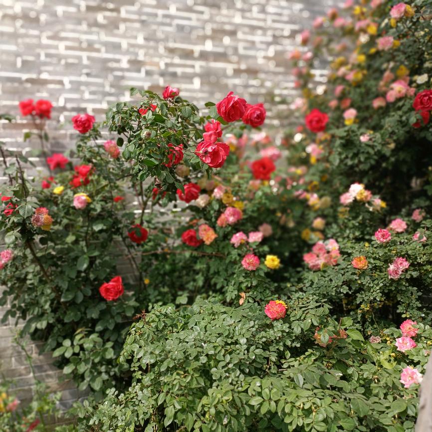 你若安好，便是晴天。