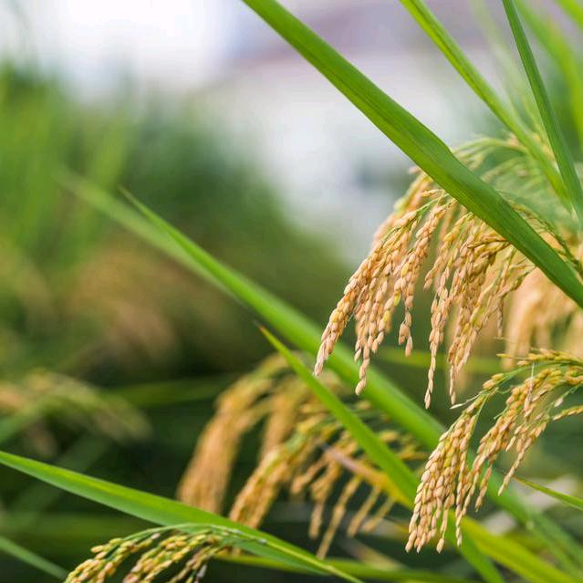 牛奶糖