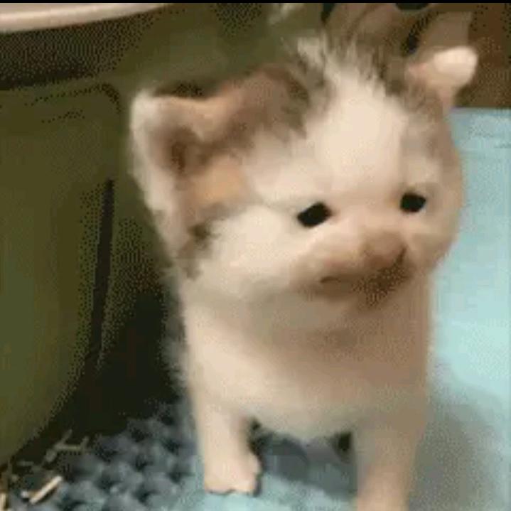 yay