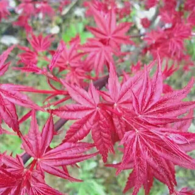 江南花匠，景观设计施工