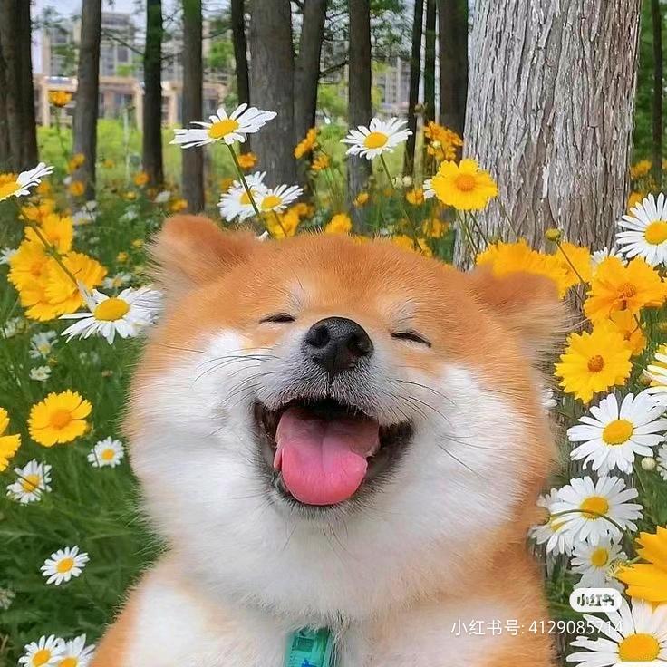 扶 摇