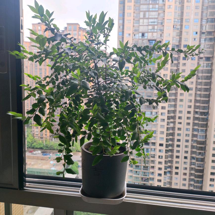 এ᭄༊💖小米粒ღꦿ࿐开💗