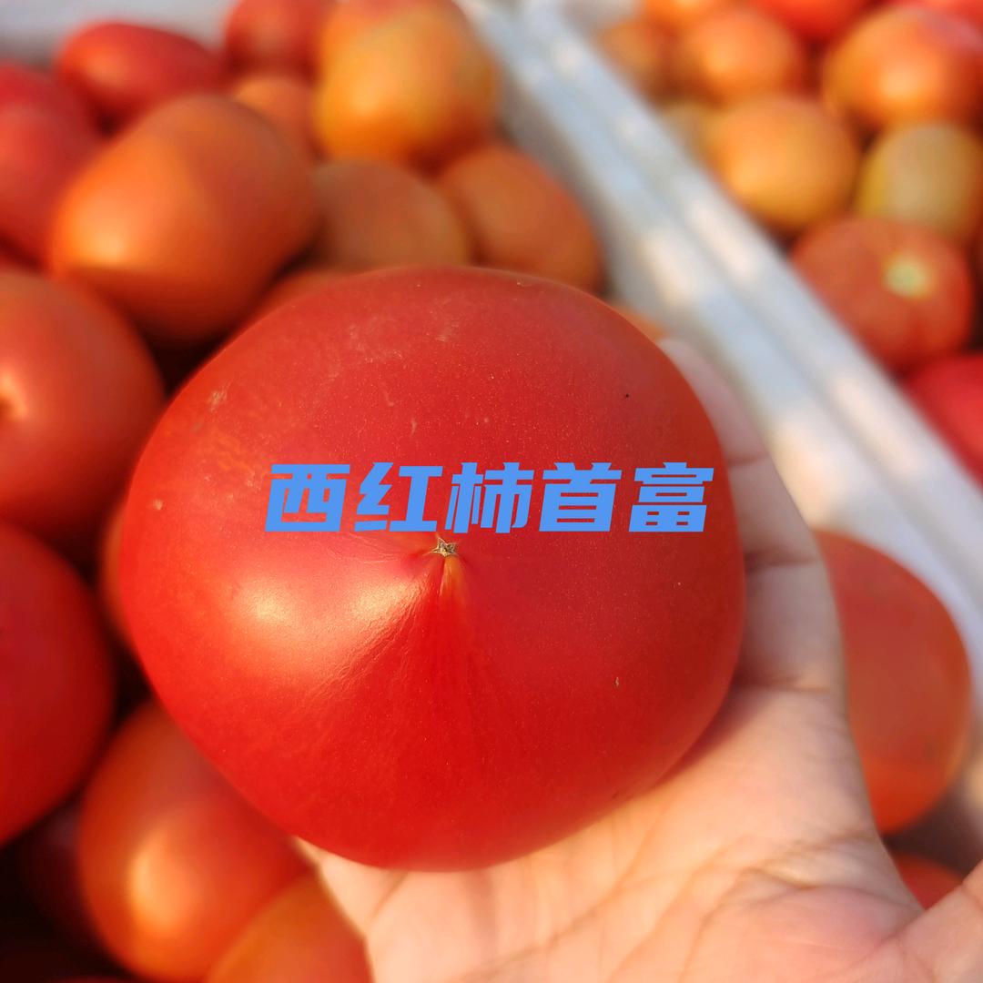 西红柿实力代收代办