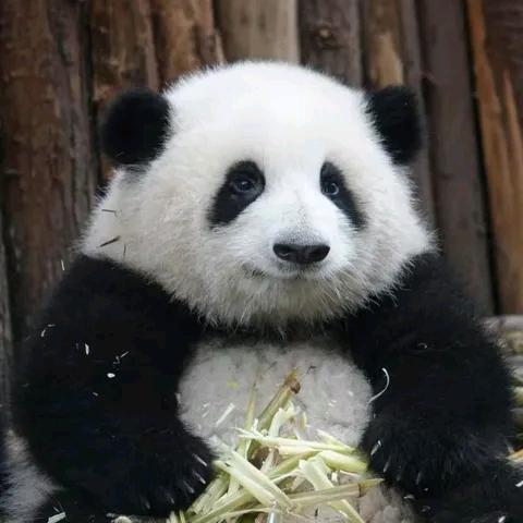 青青（茴观带尼）