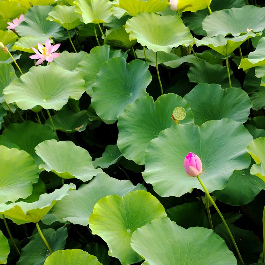 小荷