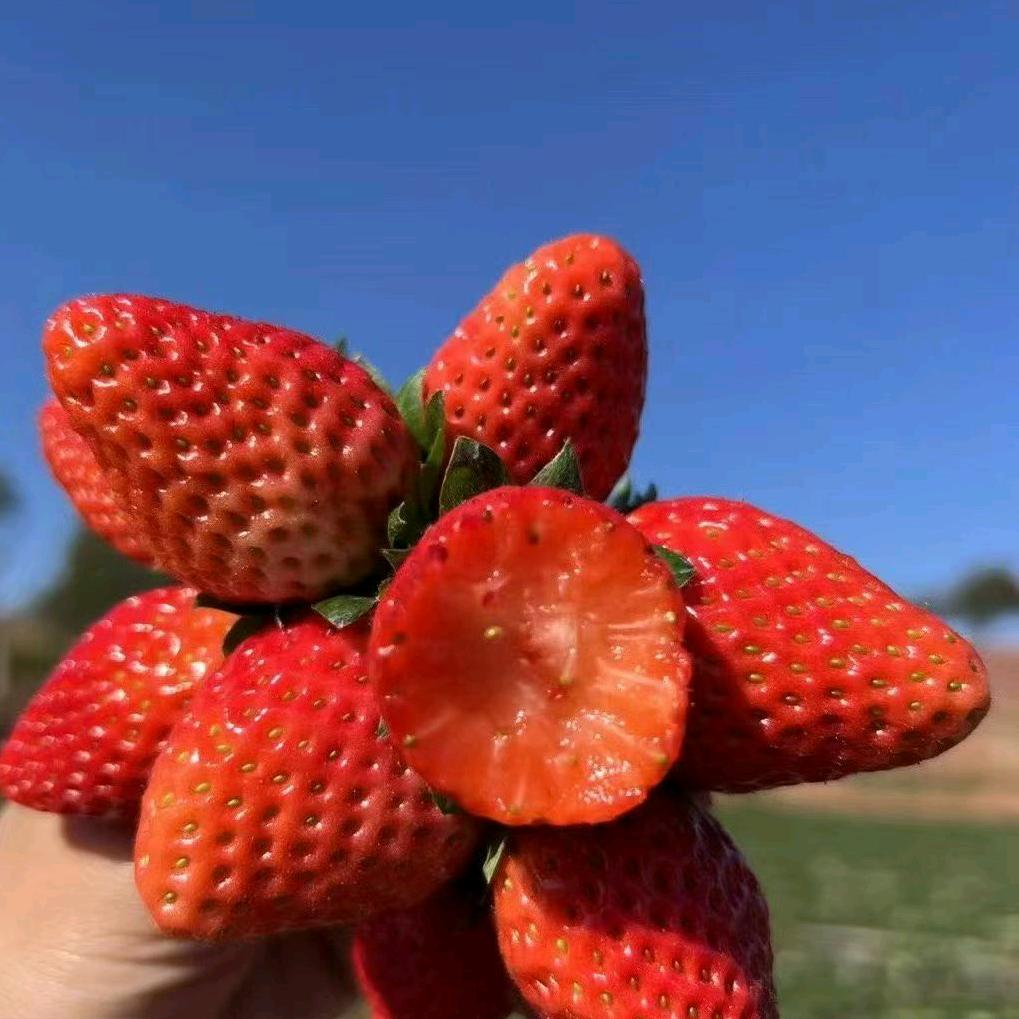 未来的明天