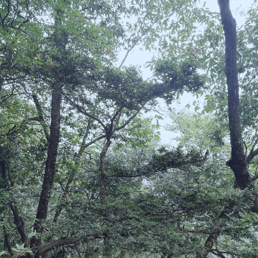 小桃树夏末（户）
