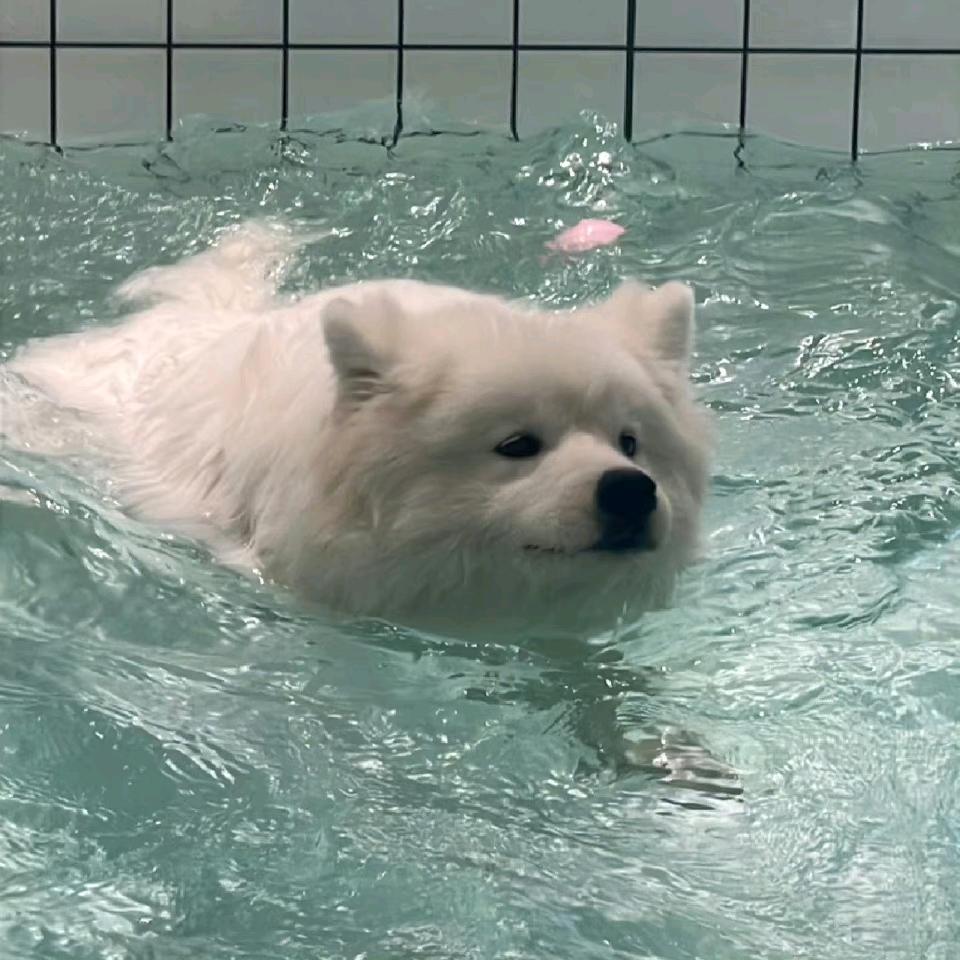 干燥小狗