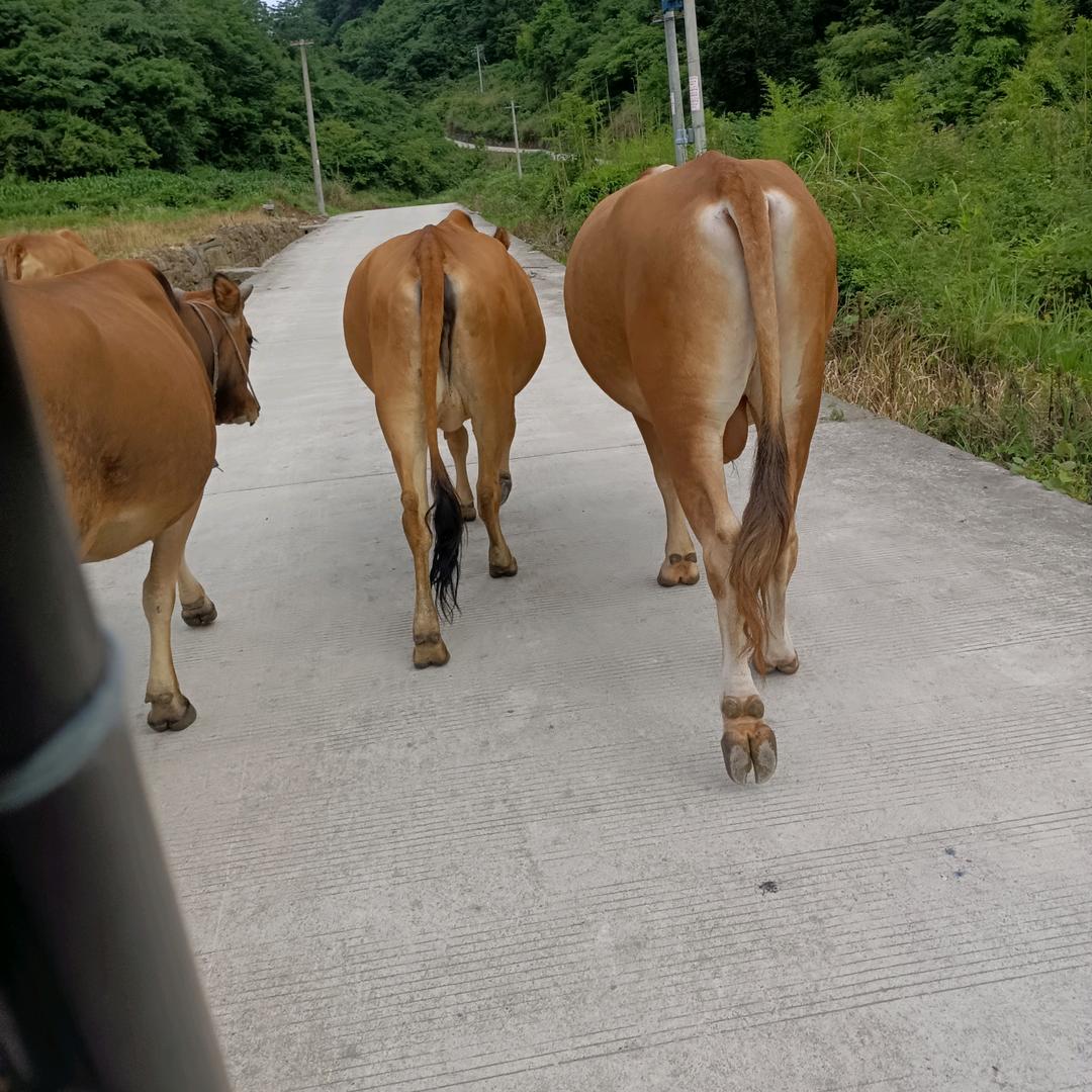 贵州放养黄牛肉批发