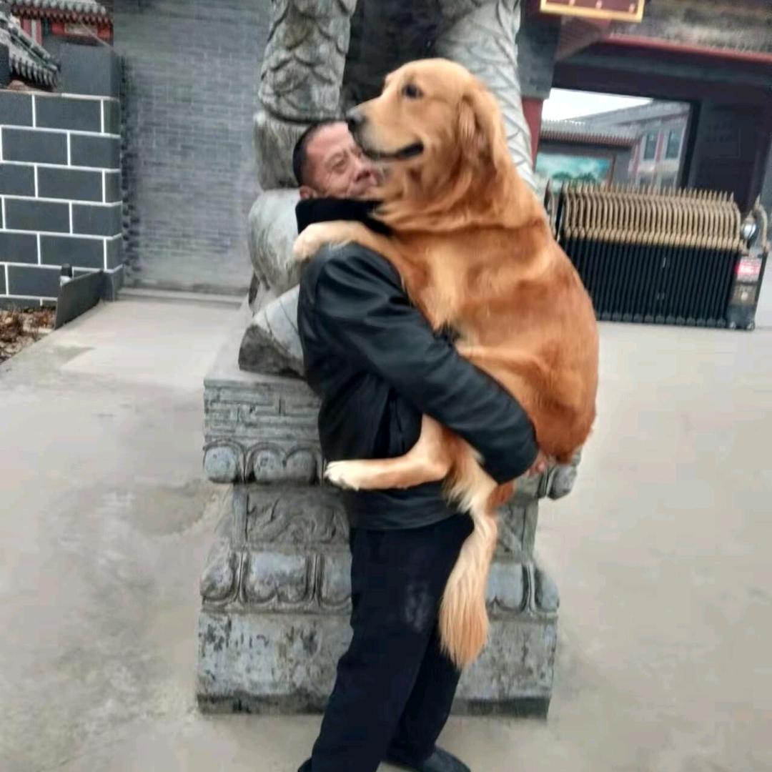 金毛气球