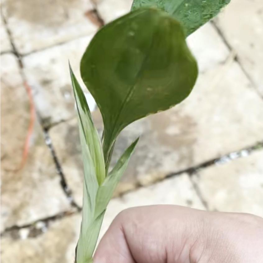 云M花卉精选小铺