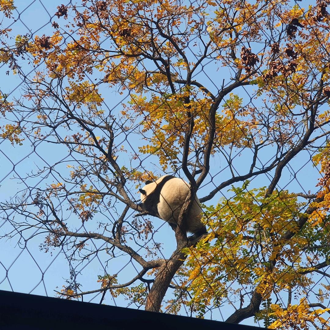 阳城紫川