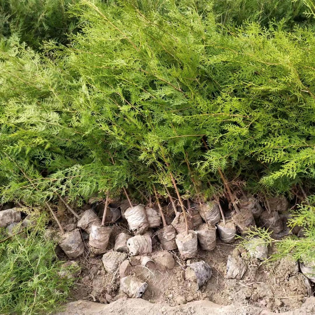 出售侧柏苗油橄榄苗花椒苗