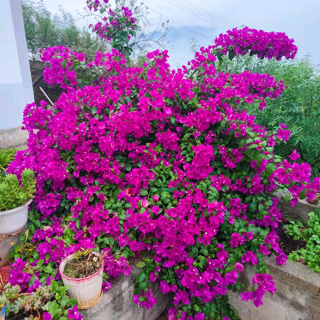 🍒好🍒运🍒降🍒林