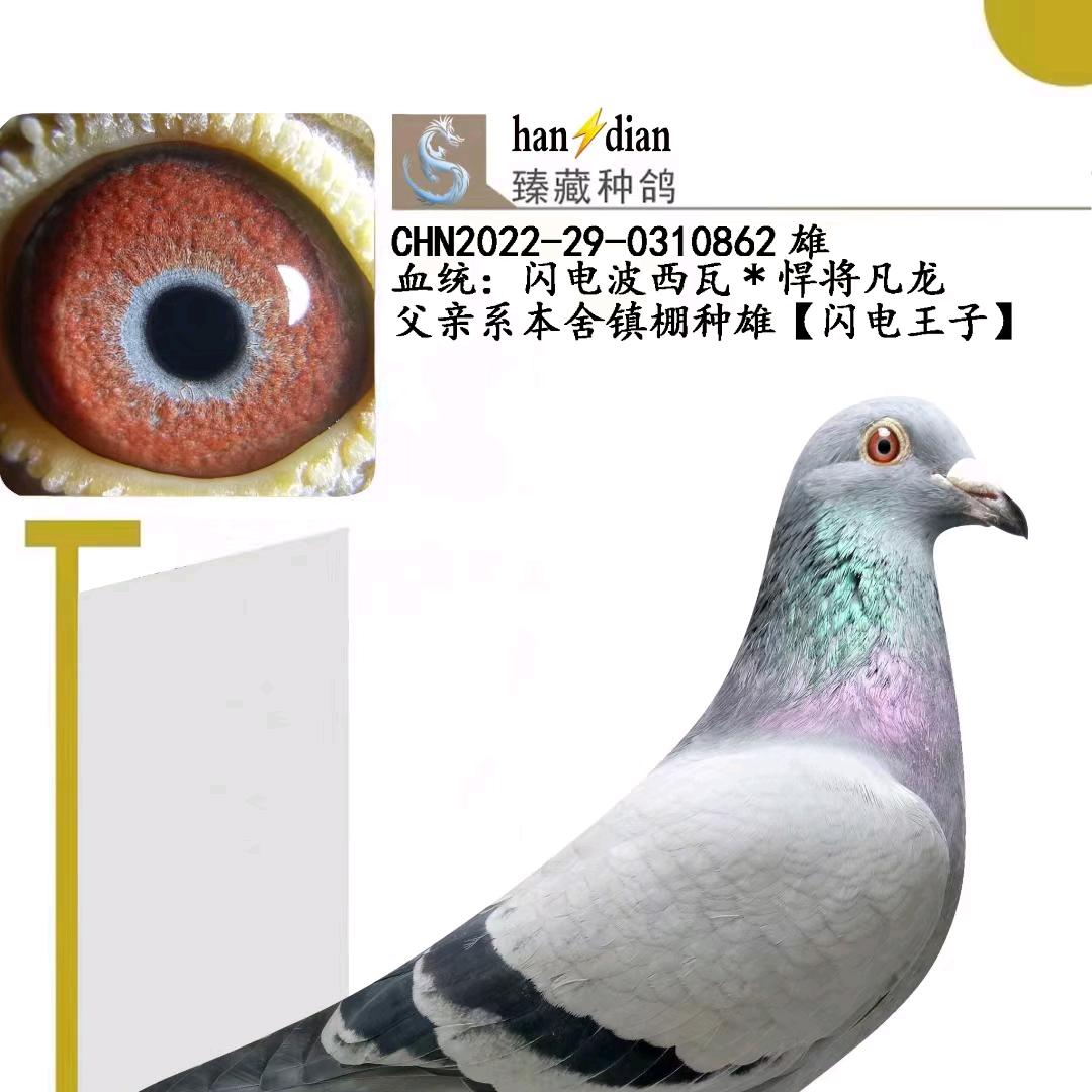 闪电鸽舍。《彭阳》