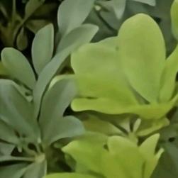 姜继鑫
