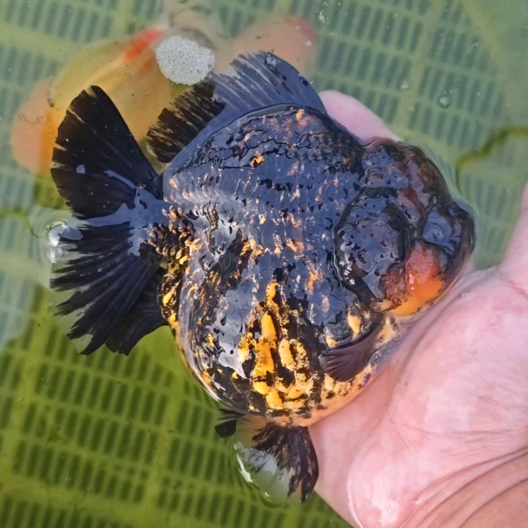 杭州橘猫鱼铺