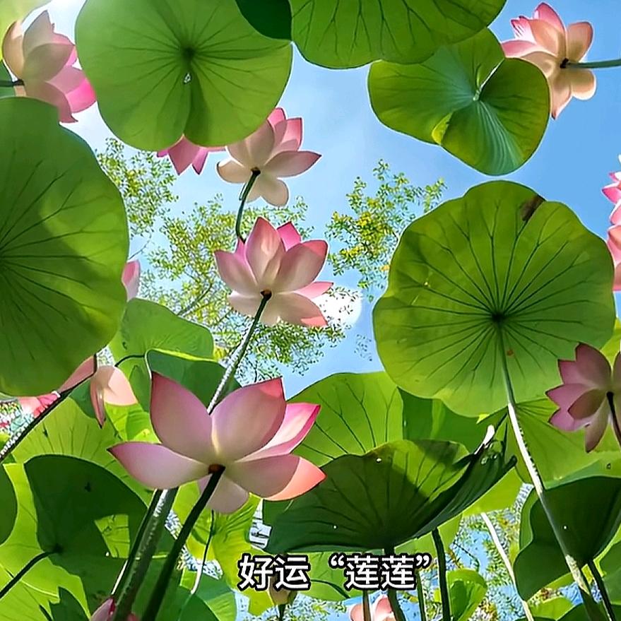 娟