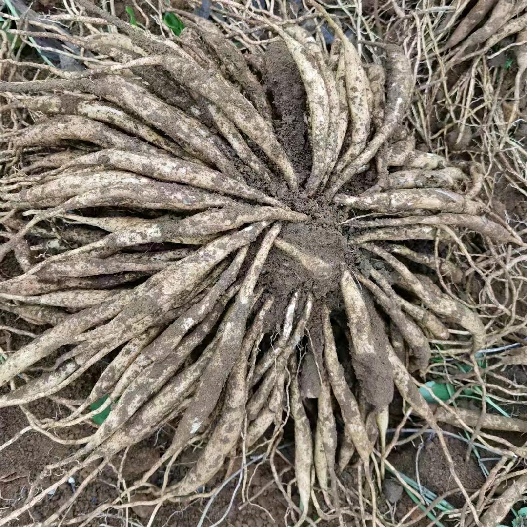 百部根/地果儿种植