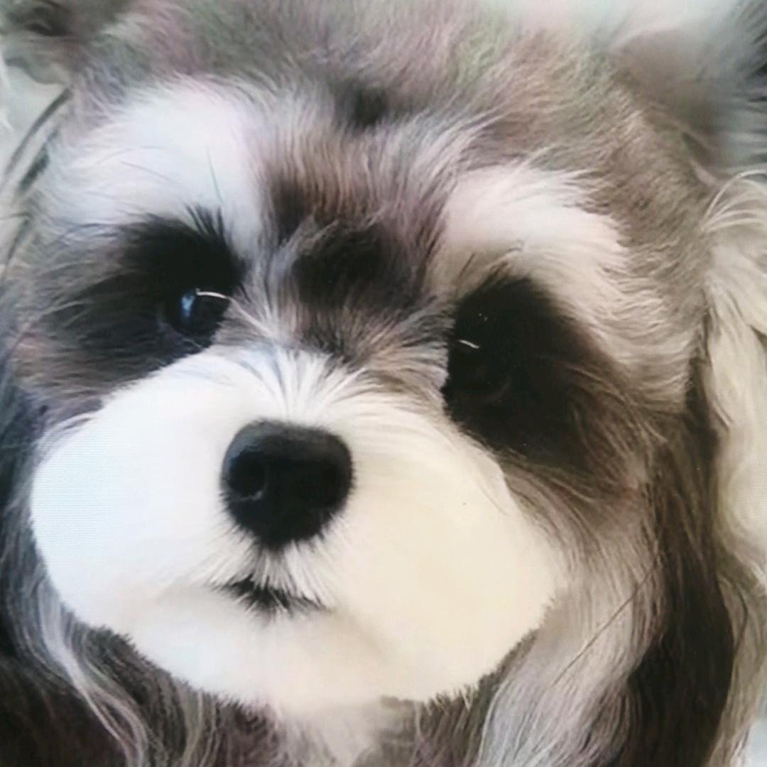 萌宠雪纳瑞比熊