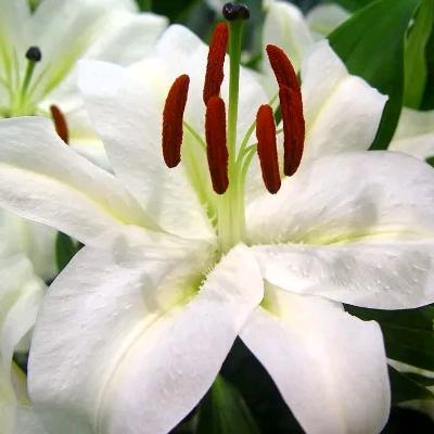 楚梁锦园艺臻选阁