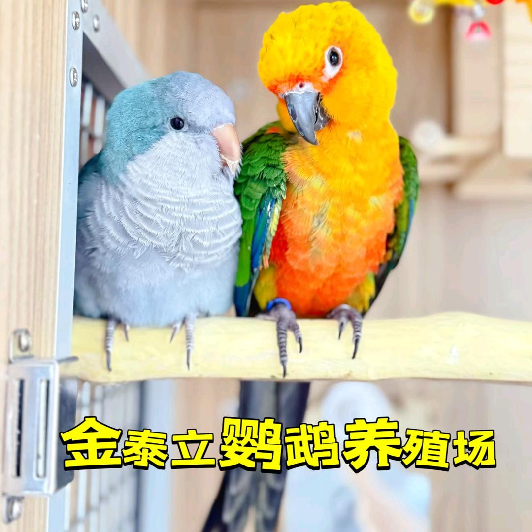 金泰立鹦鹉养殖场糖糖
