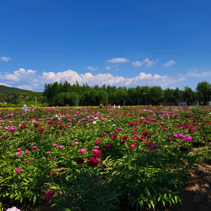 xujing