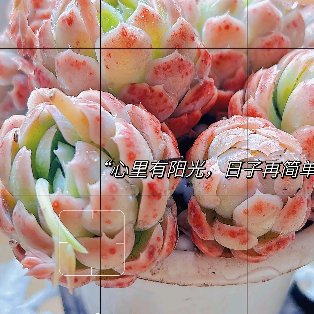 花&物
