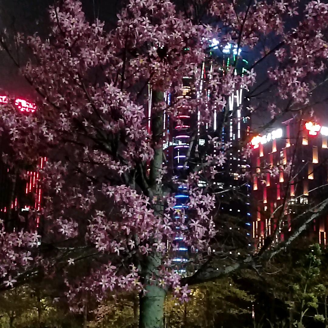 郎妹🎄往后余生好好爱自己