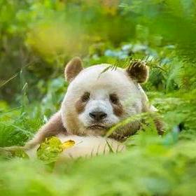 小君 🐼