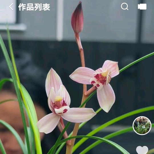 维西兄弟兰苑（老傅）