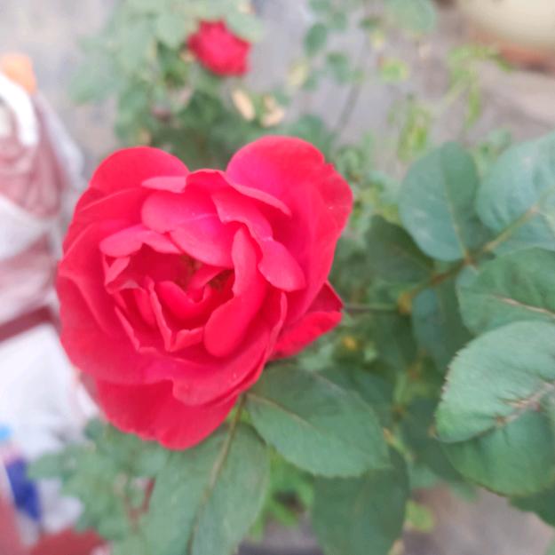 三ge养密蜂