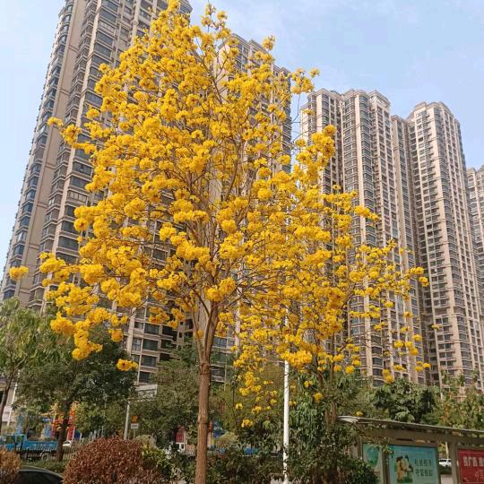 心连心