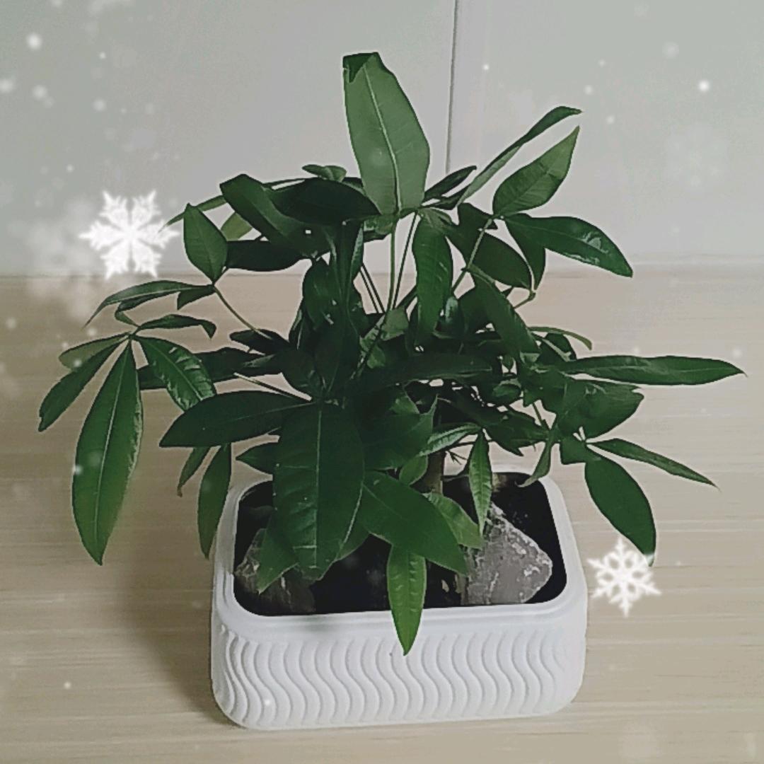 金山角